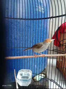 Burung prenjak atas