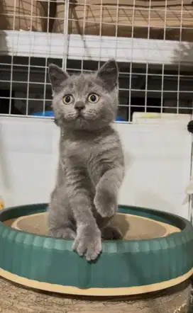 Kucing kitten british shorthair blue solid betina