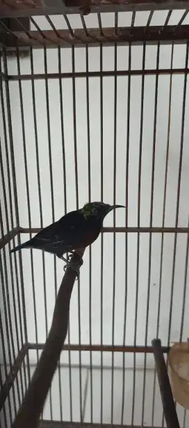 Kolibri ninja gacor