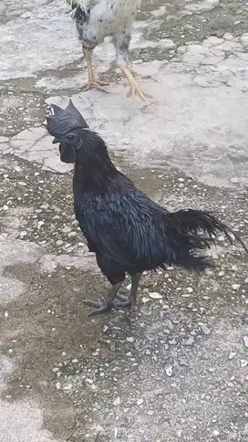 Ayam Hias Hitam Ras Cemani Lidah Hitam Super