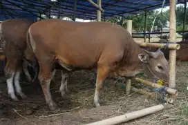 Jual Sapi Kurban Mulai 15jtan