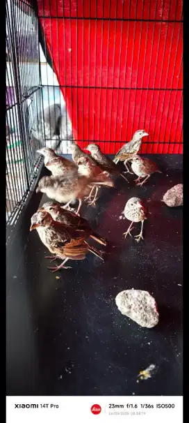 Branjangan parva trtol dws