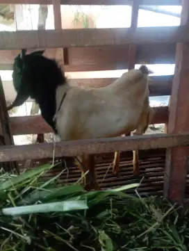 Jual Kambing Jawa Untuk kurban