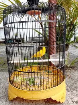 Kenari jantan Sunkist stabilo bunyi 1/2 volume