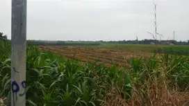 Tanah Sawah Garapan Cocok untuk Investasi di Kangkung Kendal