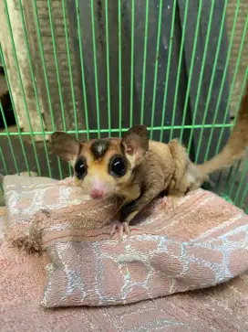Sugar glider Mozaic ringtail