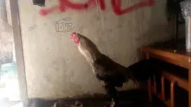 Jual ayam Bangkok 3 D aja