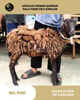 JUAL DOMBA MURAH 2025 QURBAN BERKAH MULAI DARI 2 JUTAAN