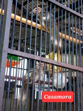 Sepasang Cucak Rowo Blorok Extreme