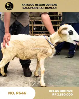 JUAL DOMBA MURAH 2025 QURBAN BERKAH MULAI DARI 2 JUTAAN
