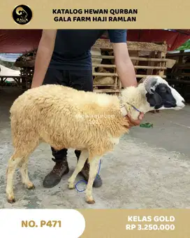 JUAL DOMBA MURAH 2025 QURBAN BERKAH MULAI DARI 3 JUTAAN