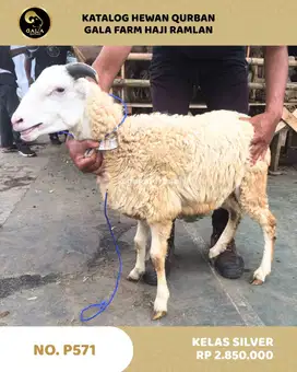 JUAL DOMBA MURAH 2025 QURBAN BERKAH MULAI DARI 2 JUTAAN