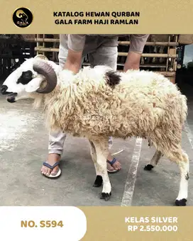JUAL DOMBA MURAH 2025 QURBAN BERKAH MULAI DARI 2 JUTAAN
