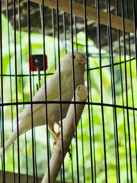 kenari putih bulu tebal besar jantan gacor