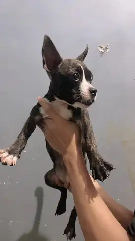 American bully size pocket
