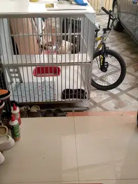 kandang kucing plus lampu