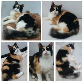 Kucing Persia Betina dewasa Calico