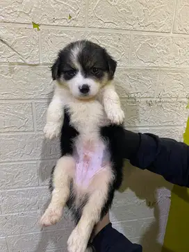 Jual Anak Anjing Corgie Campuran Terrier Berumur 1 Bulan Seminggu