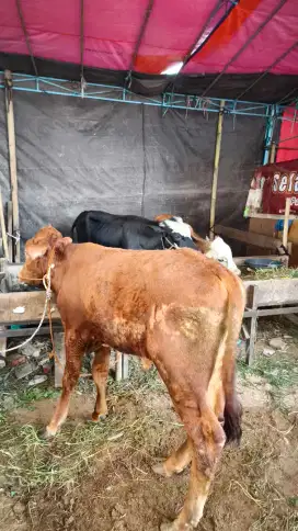 1/7 SAPI KURBAN, 100% GARANSI