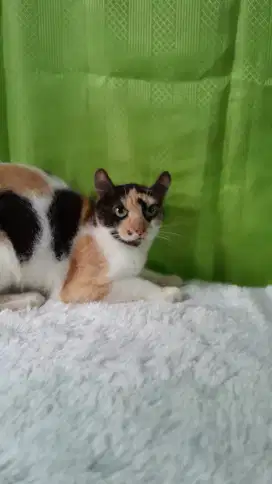 Kucing American curly betina,indukan