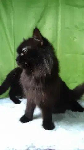 Kucing NS betina + anak
