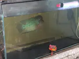 Ikan Louhan Kamfa Jantan