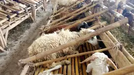 JUAL DOMBA QURBAN EKONOMIS