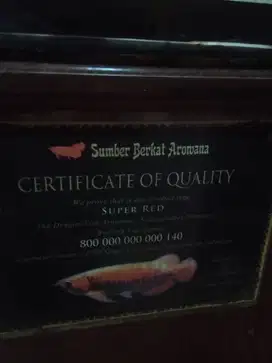 Ikan arwana super red usia 8th