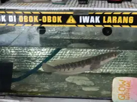 Ikan Channa YS maru