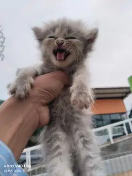 Himalaya x flatnose