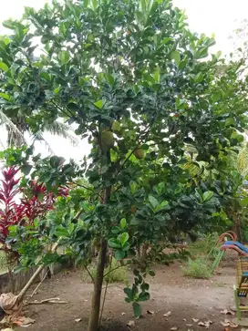 BU Dijual Cepat Tanah