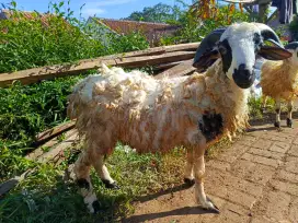 Kambing Domba qurban