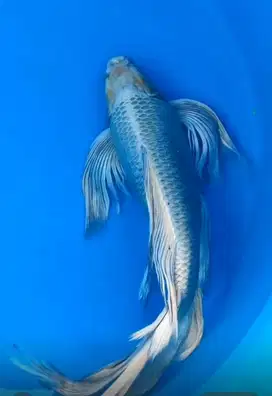 Ikan Koi pembawa hoki