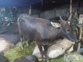 Sapi qurban sehat gemuk murah