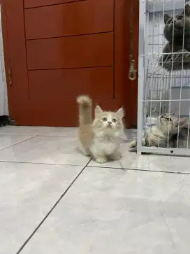Kucing Munchkin longhair/kucing cebol/kucing kaki pendek