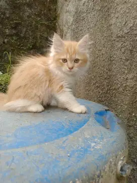 Bismillah dilepas adopt kucing Persia betina