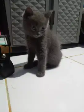 Anak kucing kitten BSH British Shorthair Jantan blue solid