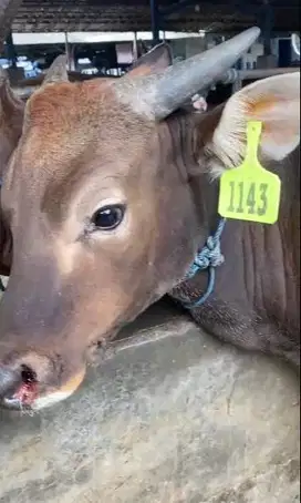 sapi kupang 20 jutaan bobot 270kiloan 2 tahunan siap kurban ekonomisan