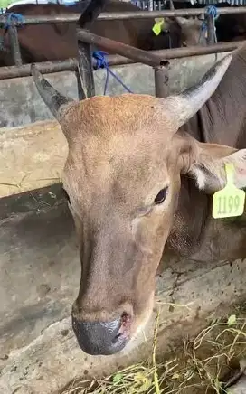 sapi kupang 20jutaan 270kiloan 2 tahunan siap kurban 2025 ekonomisan