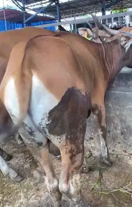 sapi kupang 20jutaan siap sapi kurban ekonomisan 270kiloan jamin puas