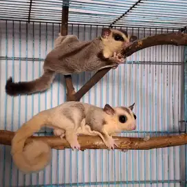 Sugar glider sepasang + kandang