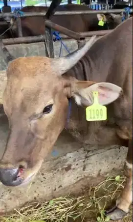 sapi kupang 20jutaan 270kiloan siap sapi qurban terbaik ekonomisan top