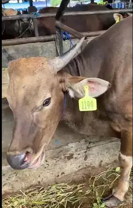 sapi kupang 20jutaan 270kiloan siap sapi qurban terbaik 2025 jamin top