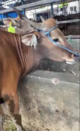 tabungan 2jt/bln 10x sapi kupang 270kiloan siap kurban 2026 jamin puas