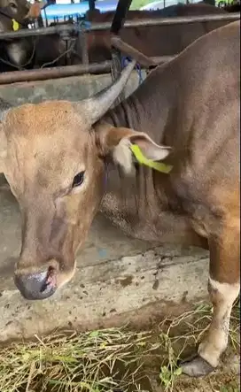 sapi kupang 270kiloan 20jutaan siap sapi qurban terbaik 2025 rawatan