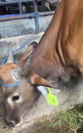 cicil 1,5jt/bln 12x sapi bali 250kiloan siap hewan qurban 2026 manteb