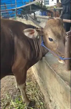 sapi kupang 270kiloan 20jutaan siap sapi qurban terbaik 2025 jamin top