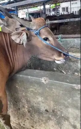 cicilan 1.8jt/bln 12x sapi qurban 300kiloan siap kurban 2026 rawatan