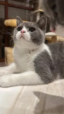British Short Hair Open Adopt Bermahar