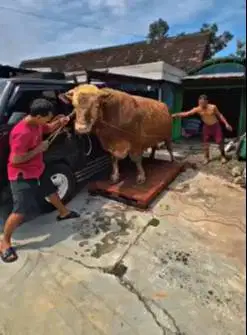 sapi limosin 1 ton UP siap sapi qurban terbesar premium 3 tahunan puas